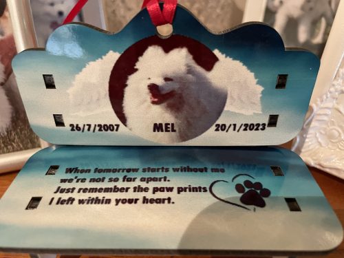 We said good by to our gorgeous Mel on 20/1/23 Mel is from our very first litter litter gone but the never forgotten